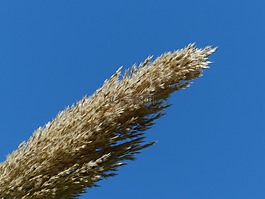 里德,開花,蘆葦