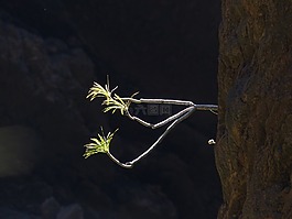 巖,發(fā)芽的谷物,布什