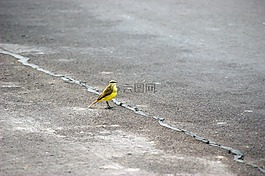 鳥,路,瀝青