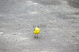 鳥,路,瀝青