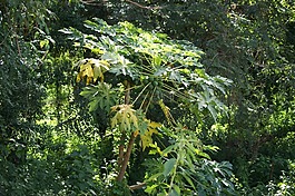 木瓜,叢林,巴拉圭