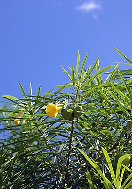樹(shù),開(kāi)花,黃色