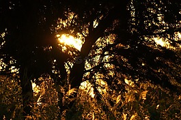 黃昏,叢林,性質(zhì)