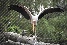起飛,鳥類,動物
