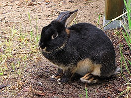 兔子,oryctolagus,寵物
