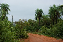 性質(zhì),叢林,樹