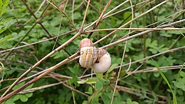 蝸牛,秋