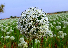 洋蔥花,蜜蜂,種子耕作