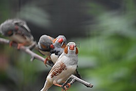 白鸚鵡,正面,鳥類