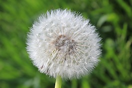 下,蓬松,白