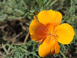 花,花瓣,橙花