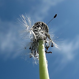 蒲公英,低角度拍攝,關(guān)閉