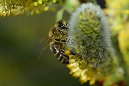 蜜蜂,花,開花