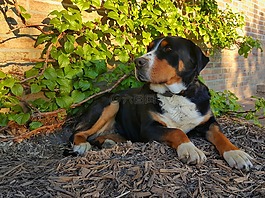 施魏策尔 sennenhund,狗,黑色