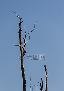 死亡,樹干,桉樹