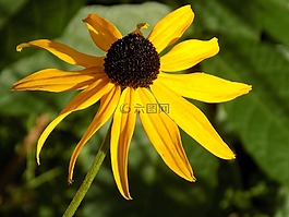 太陽帽子,灌木,黃色 coneflower