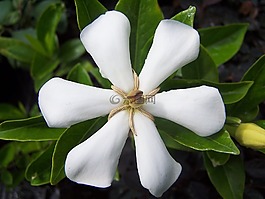 栀,花,白