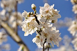 鲜花,樱桃,梅花