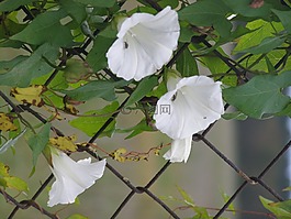 喇叭花,籬笆,白
