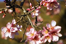 杏仁树,花白,花杏仁树