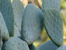 仙人掌,刺,耳朵仙人掌