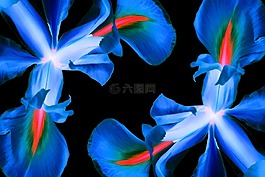 鮮花,鳶尾花,自然