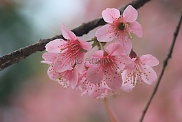粉紅色的花,開(kāi)花,粉色