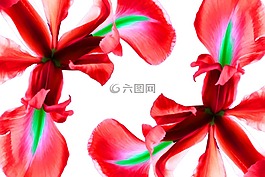 鮮花,鳶尾花,紅色