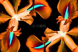 鮮花,鳶尾花,自然