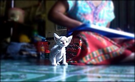 小猫,小,可爱