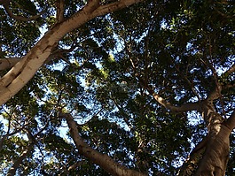 树,皇冠,林冠