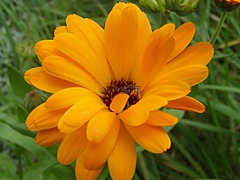 萬(wàn)壽菊,花,工廠