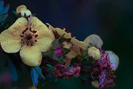 花,黃色,自然