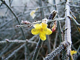 茉莉花,冬季,弗羅斯特
