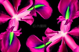 鮮花,鳶尾花,自然