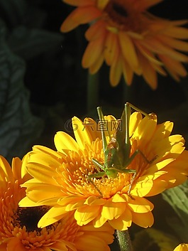 蚱蜢,關(guān)閉,昆蟲