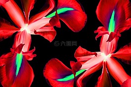 鮮花,鳶尾花,紅色