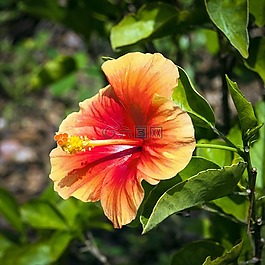 花,槿,花的