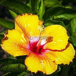 槿,黄色芙蓉,花的