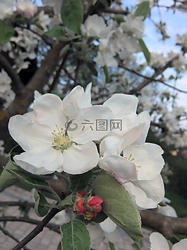 春天,蘋果樹開花,白