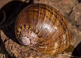 大熊貓蝸牛,蝸牛,hedleyella falconeri