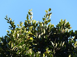 葉子,月桂樹,樹