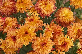 橙花,植物,盛開(kāi)