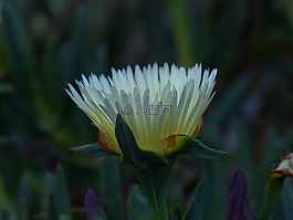 一年沙灘明星,花,開花