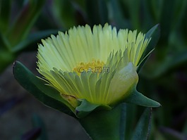 一年沙灘明星,花,開花