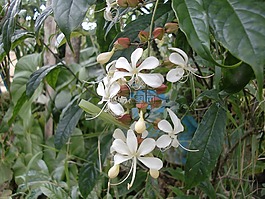 花,自然,花wathu sudda