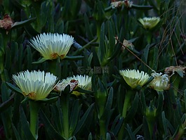 一年沙灘明星,花,開花