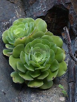 aeonium haworthii,多汁,厂