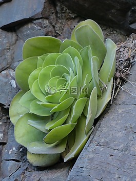 aeonium haworthii,多汁,厂
