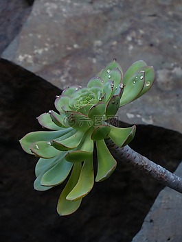 aeonium haworthii,多汁,厂